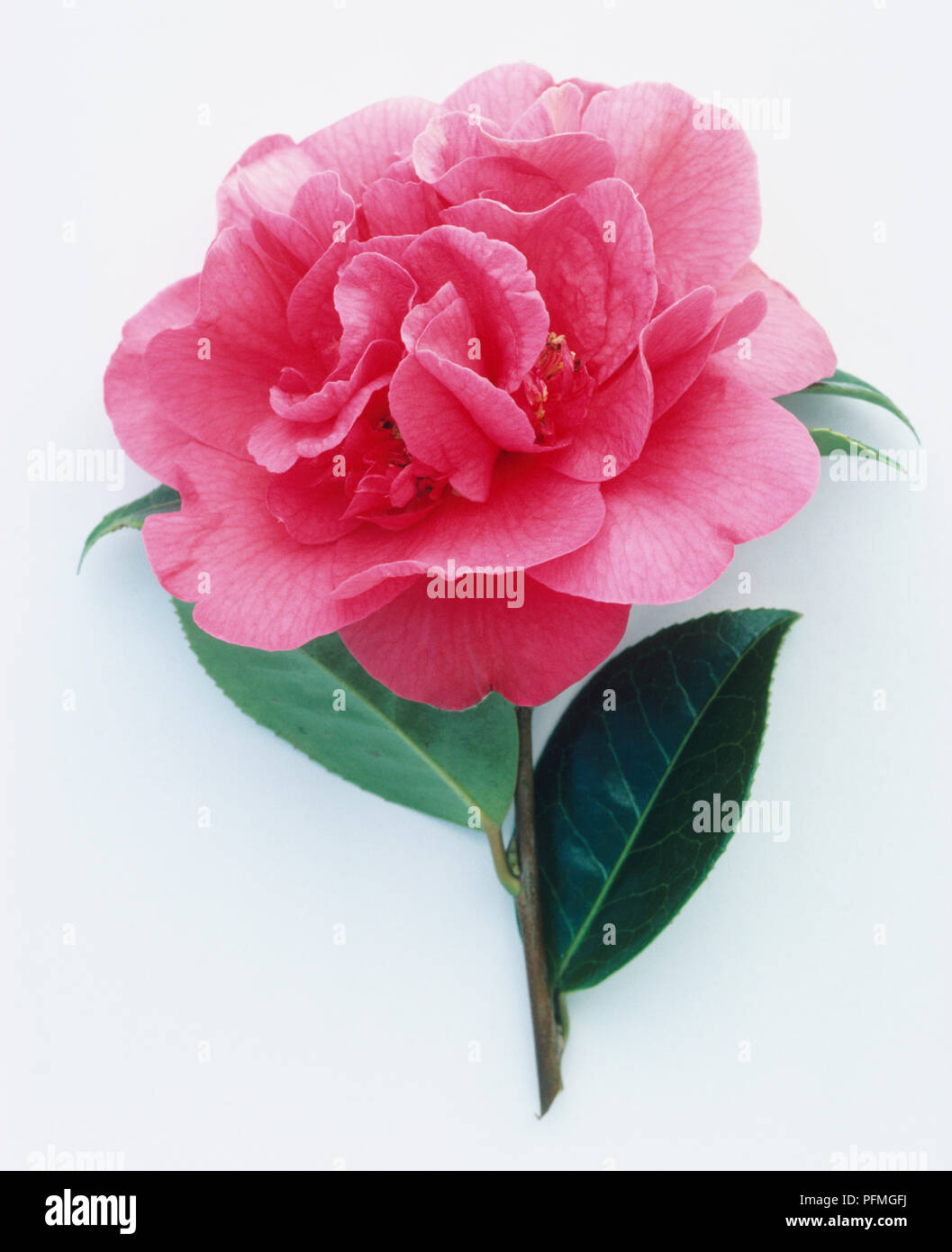 Fiori e foglie di Camellia x williamsii 'Wilber Foss' Foto Stock