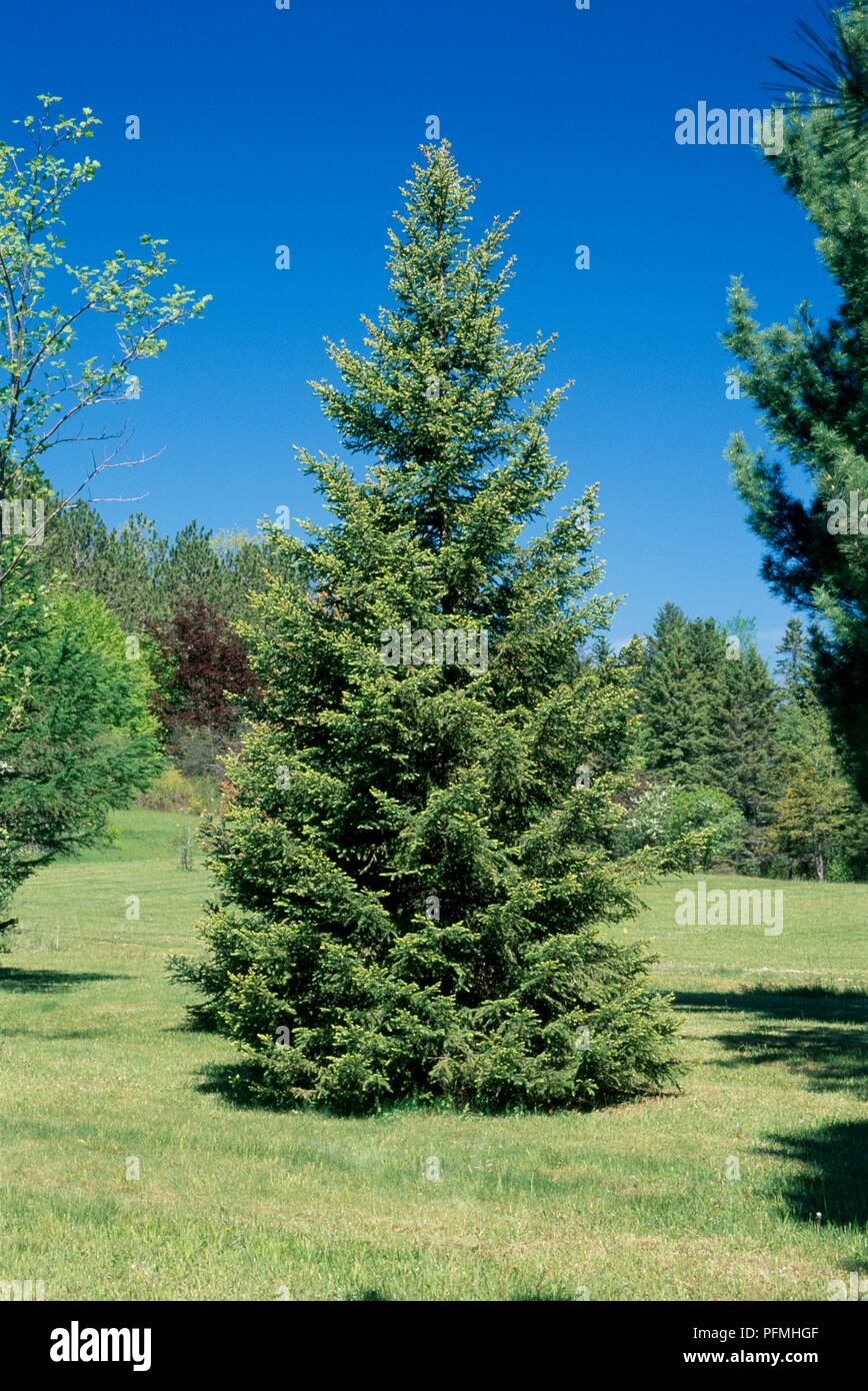 Abete Rosso (Picea Abies) In Vaso - Albero Di Natale Vivo, H. 175/200 Cm, Dal Vivaio Di Castelletto