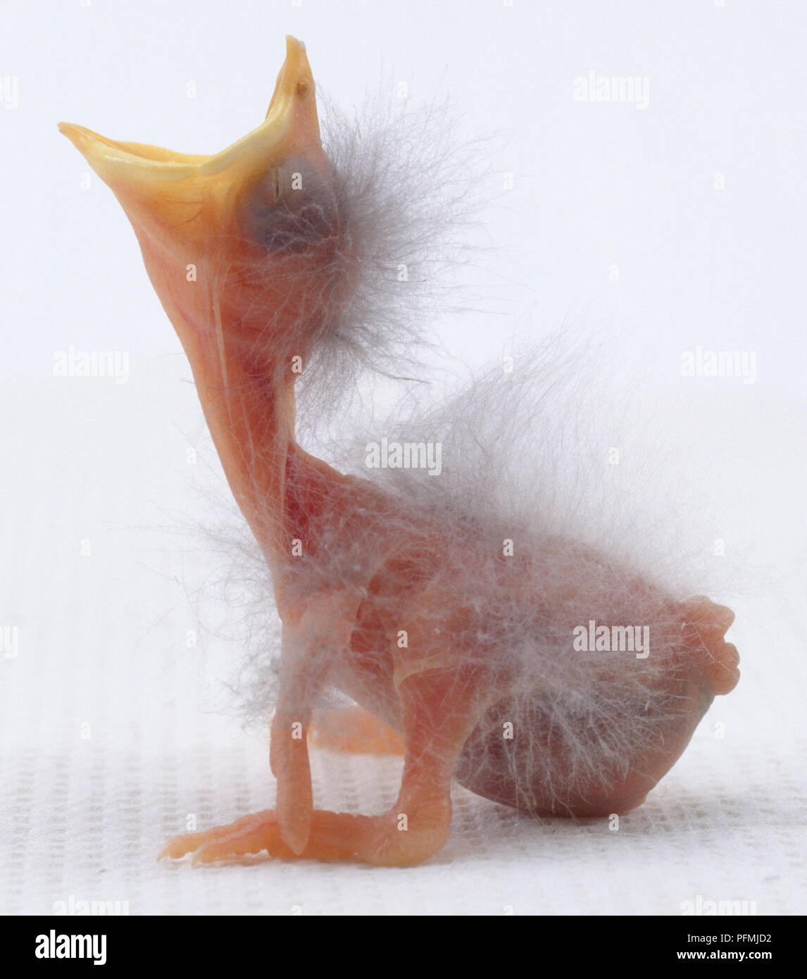 2 giorno di età starling (Sturnus vulgaris) con il suo becco wide open, vista laterale Foto Stock
