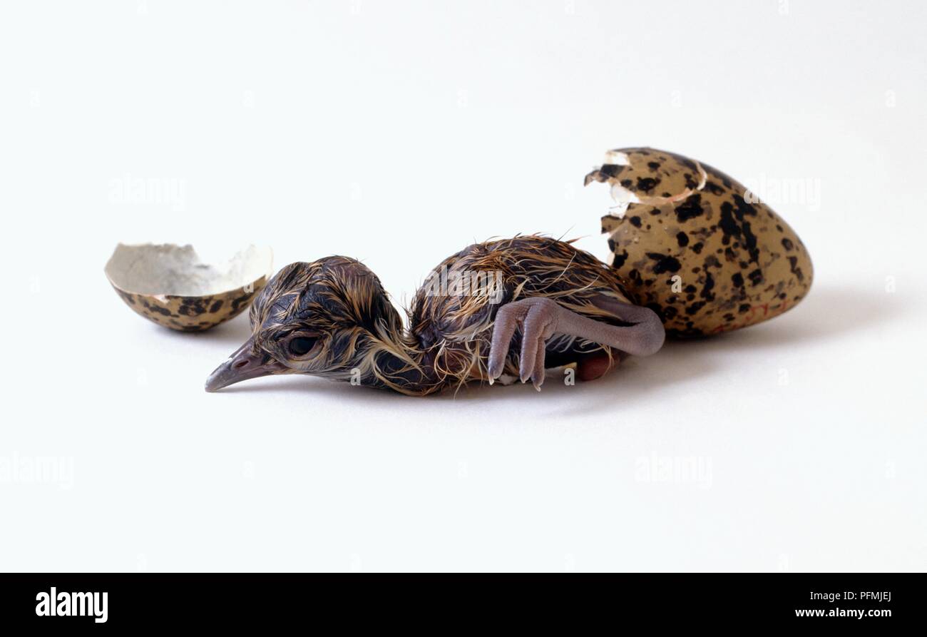 Crowned Plover (Vanellus coronatus) nati da uova Foto Stock