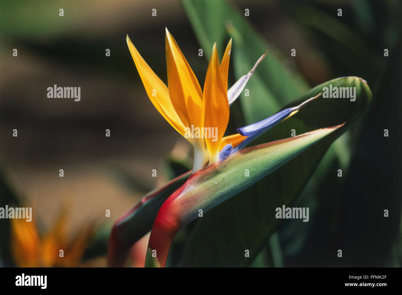 Giallo e bianco fiori di Strelitzia reginae, uccello del paradiso. Foto Stock