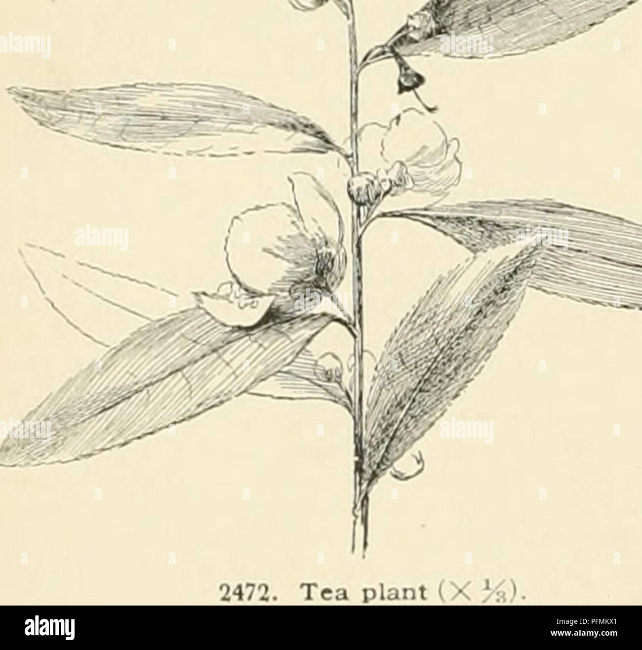 . Dell'enciclopedia di American orticoltura comprendente suggerimenti per la coltivazione di piante orticole, descrizioni delle specie di frutta e ortaggi, fiori e piante ornamentali vendute negli Stati Uniti e in Canada, insieme geografico e biografie. Il giardinaggio. 177-1: tè irrigazione artificiale di tè i campi per cui è progettata in modo da meglio approssimare la oriental approvvigionamento di acqua durante la stagione del raccolto, sebbene, naturalmente, sarà inutile il tentativo di imitare le alluvioni tropicali che non solo correre da, ma con il suolo. La selezione della maggior parte s Foto Stock