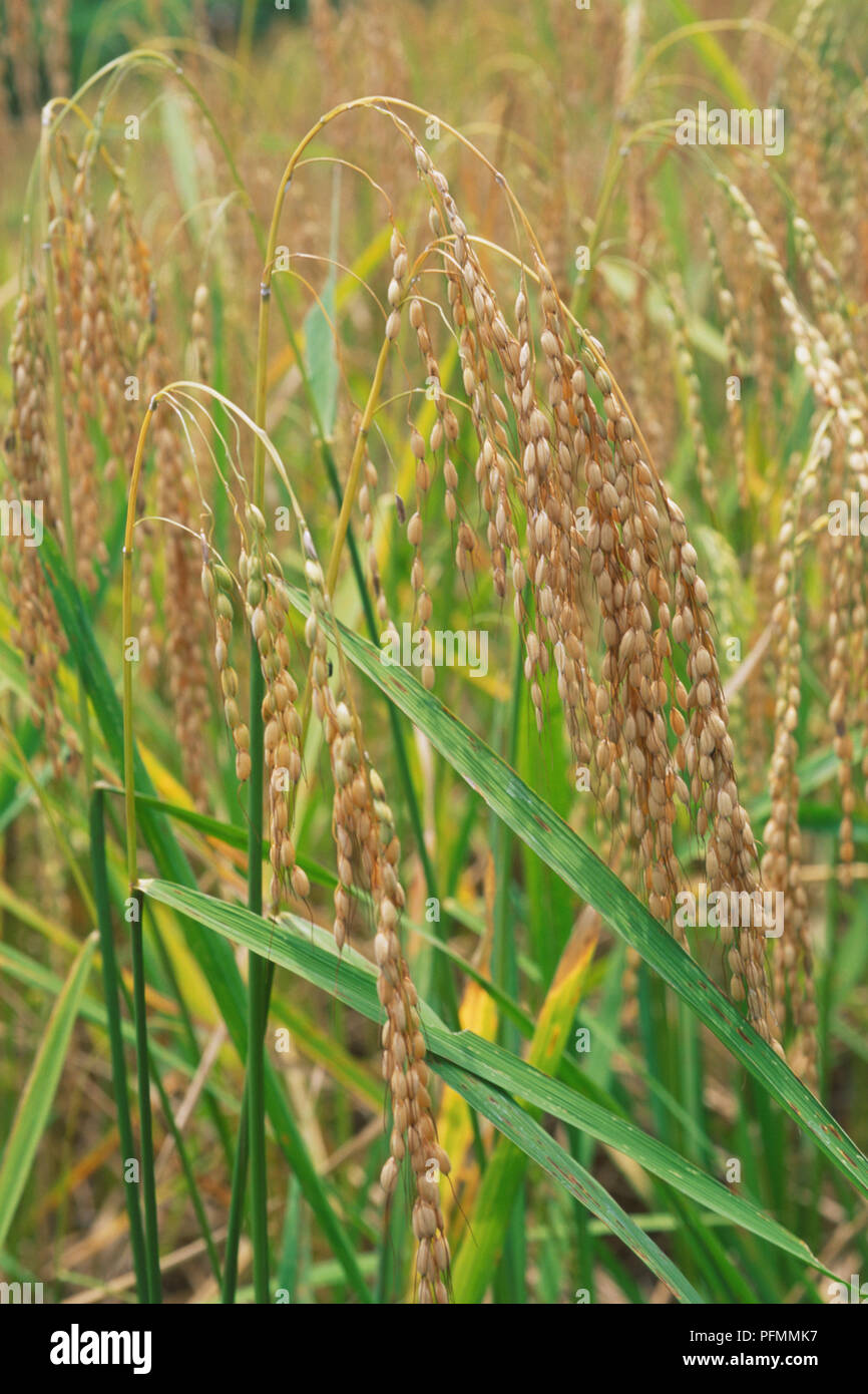 Asia Indonesia Bali, campo di Bali Padi piante di riso, vicino. Foto Stock