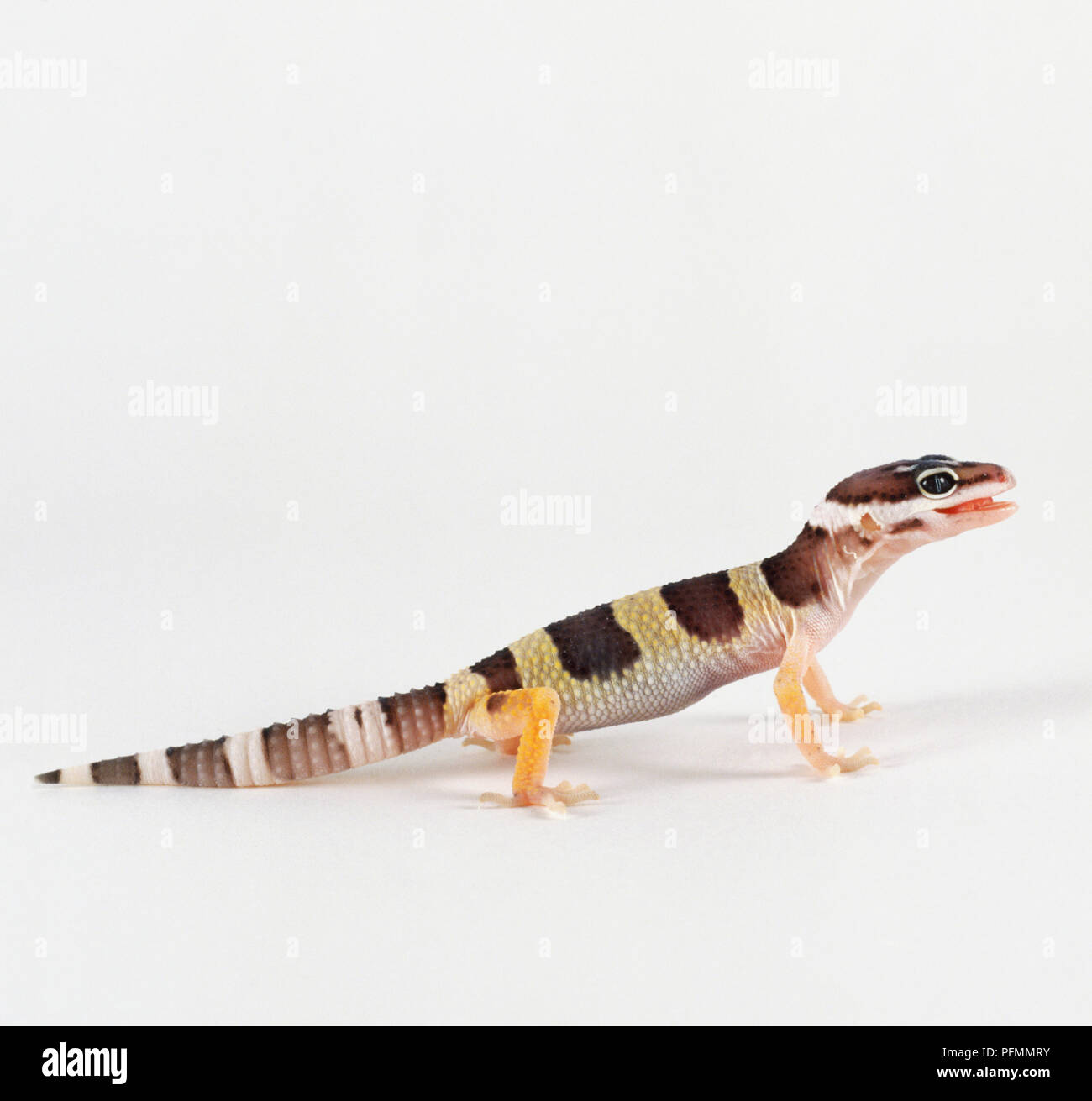 Baby Leopard Gecko, eublepharis macularius, vista laterale. Foto Stock