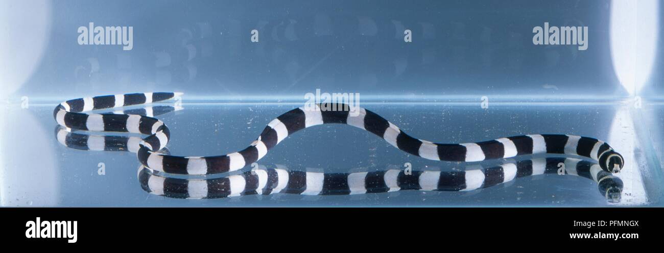 Di inanellare Snake anguilla (Myrichthys colubrinus), subacquea Foto Stock