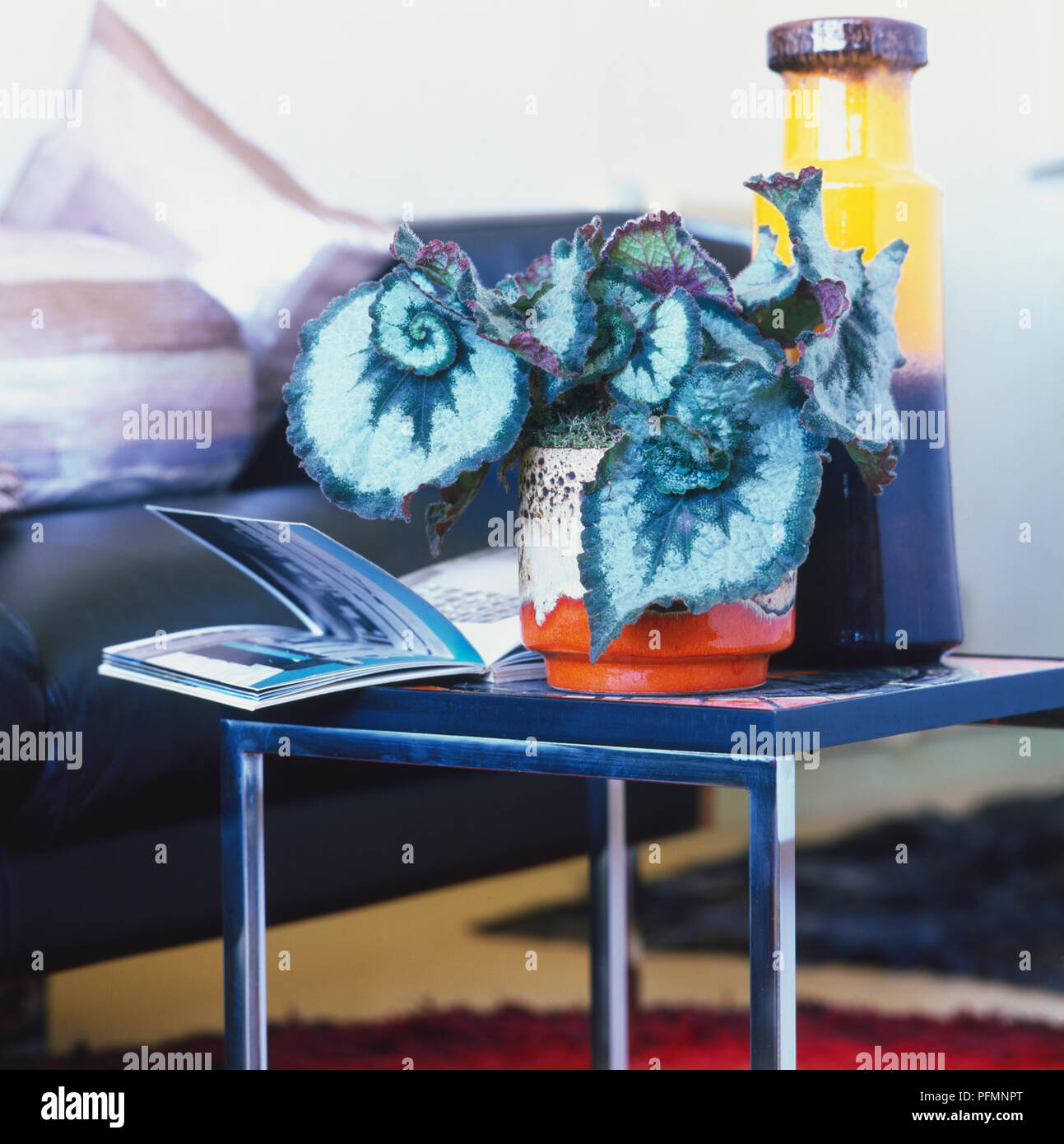 Rex-cultorum tipo di begonia con grandi foglie drammatico, visualizzati in una ceramica piantatrice. su di un moderno tavolo da caffè. Foto Stock