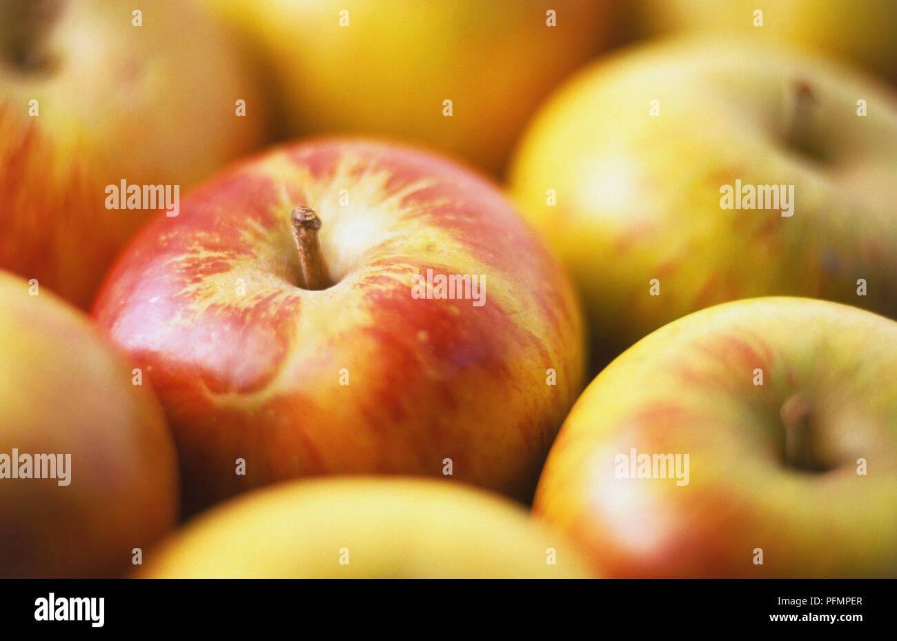 Close-up di coltivazione biologica di mele. Foto Stock