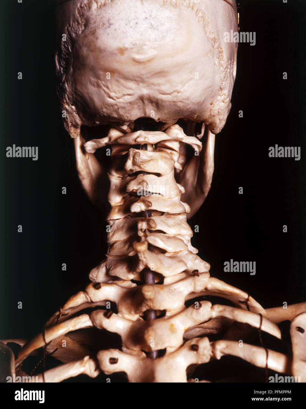 Scheletro umano, vertebre cervicali, curva e il cranio, vista posteriore, chiudere fino Foto Stock