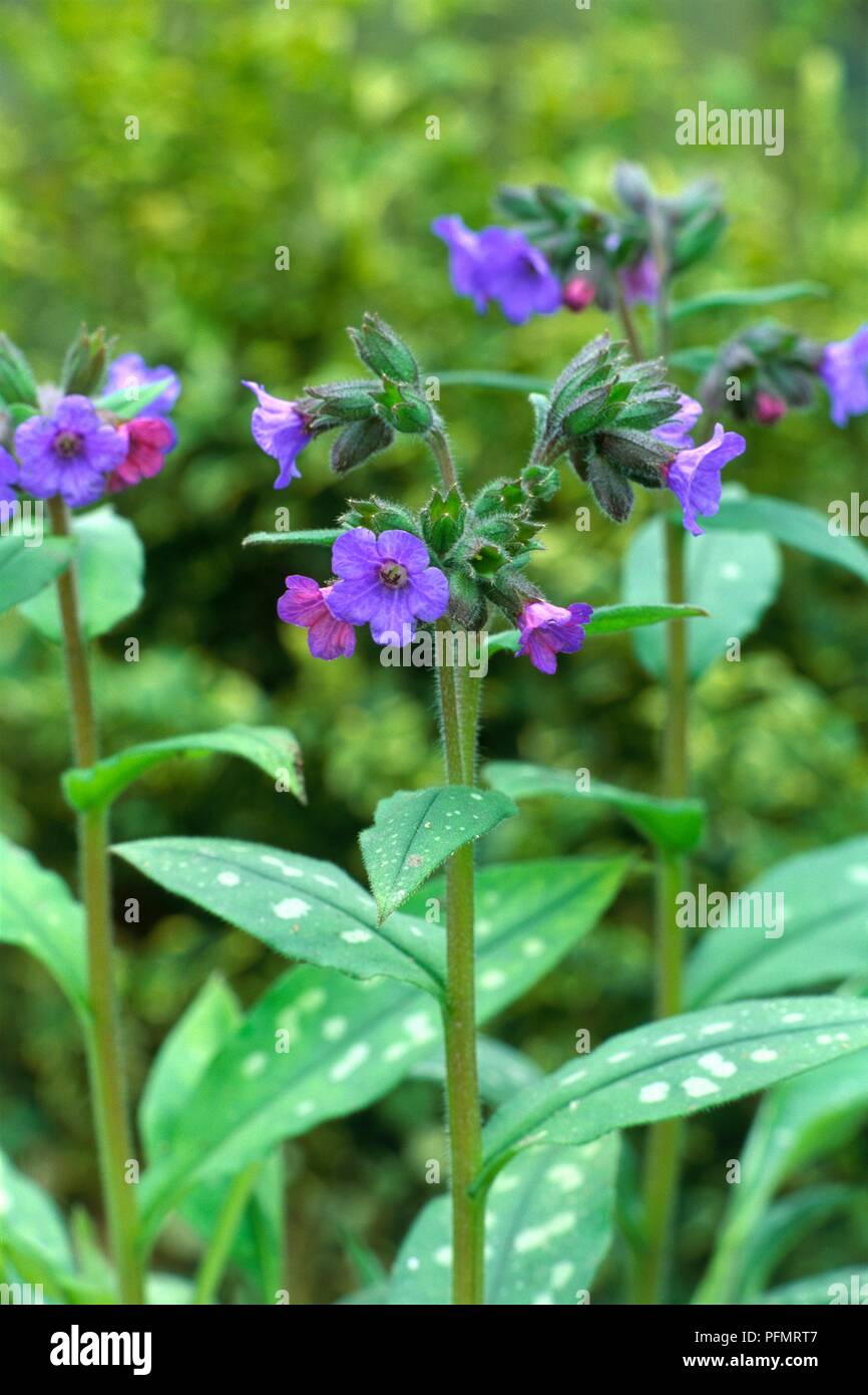 Pulmonaria 'Lewis Palmer' (Lungwort), cluster di annuire blue fiori e boccioli Foto Stock