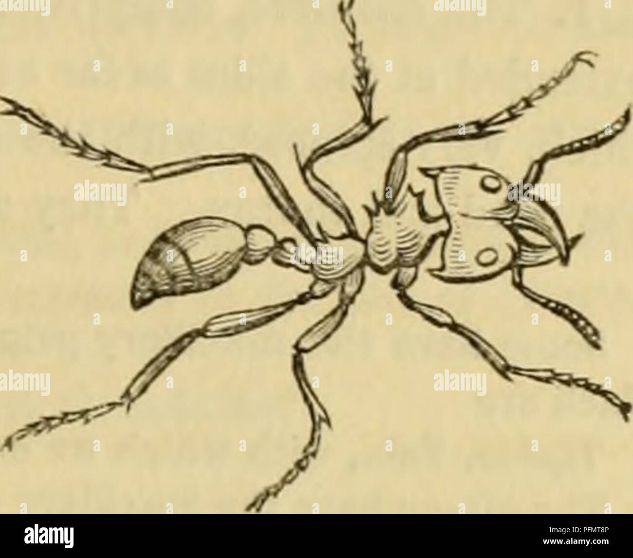 . Cuvier il regno animale : disposti secondo la sua organizzazione. Animali. 2. Polyergtis, Latr., che è anche di bisognosi di un pungiglione, ma con le antenne inserita vicino alla bocca, e l'uomo- dibles stretto, curve, o molto agganciato. P. rufescem, Amazon Ant sopra descritto, non ancora scoperto in questo paese. 3. Ponera, Latr., il neuters e femmine armati con un pungiglione. Peduncolo di addome formata da un singolo nodo ; antenna; in questi individui addensato a punta ; mandi- ble triangolare testa ; subtriangular. P. contratta, Latr., molto piccole specie, [scoperto per la prima volta in Inghilterra da Foto Stock