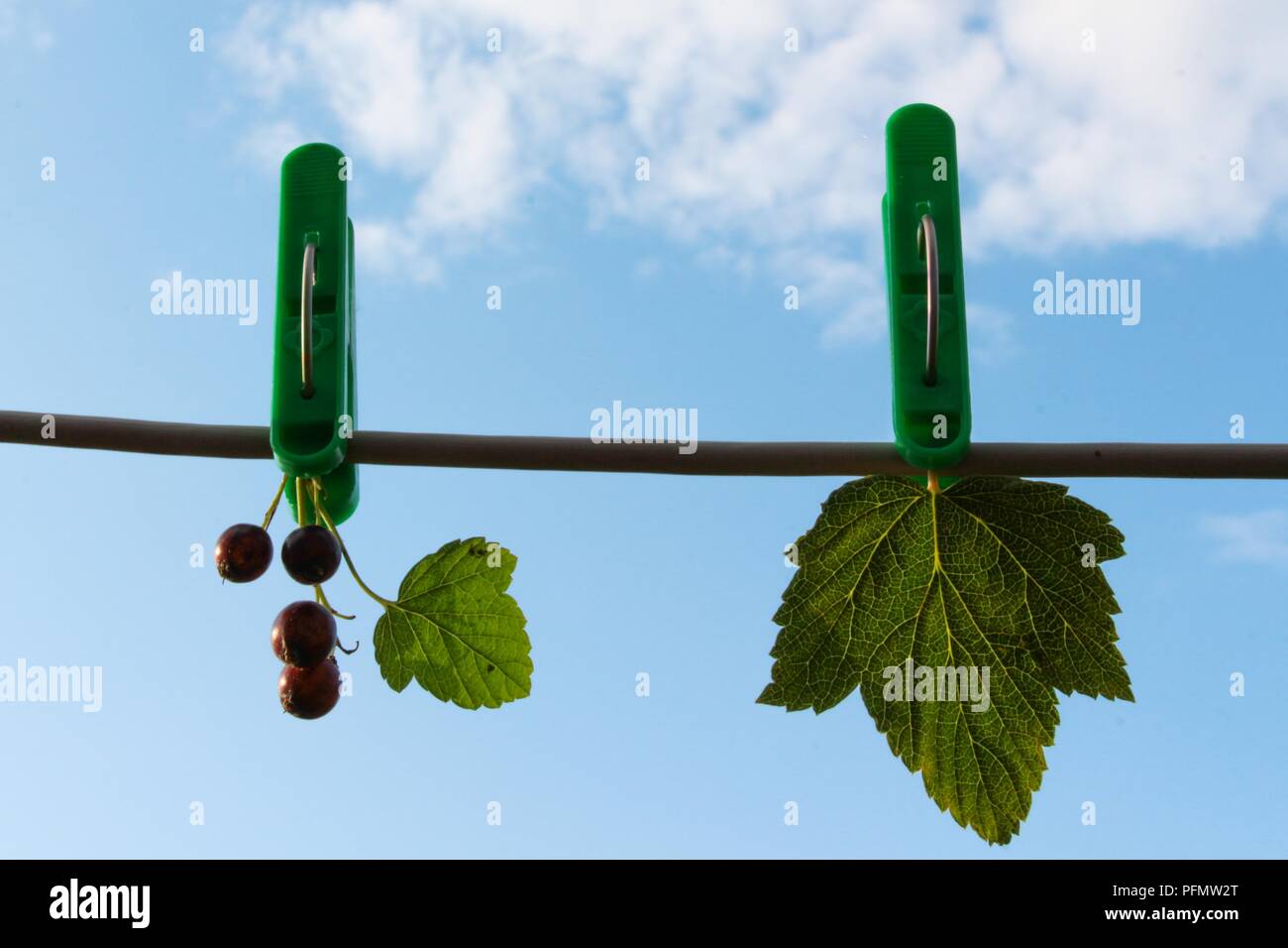 Contro il cielo blu, sul clothespins, appendere le uve secche di Corinto e una foglia. Vengono strappati dalla bussola. Le bacche sono già mature e il cielo è un pulito Foto Stock