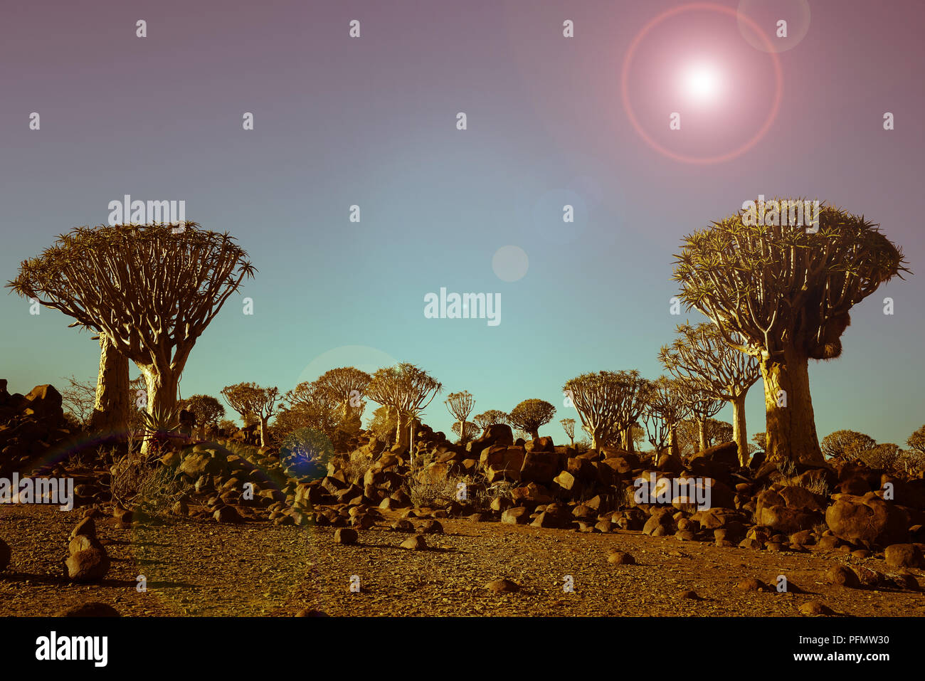 La Namibia Quiver Tree Forest paesaggio di Keetmanshoop vecchio stile immagini scolorito e sbiadita. Foto Stock