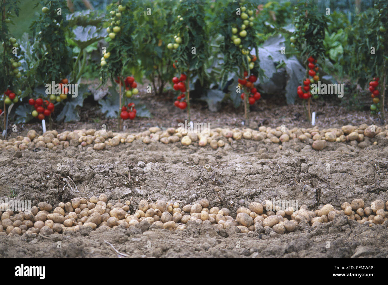 Linee di patate nel suolo in primo piano, fila di pomodoro rosso piante che crescono in background. Foto Stock