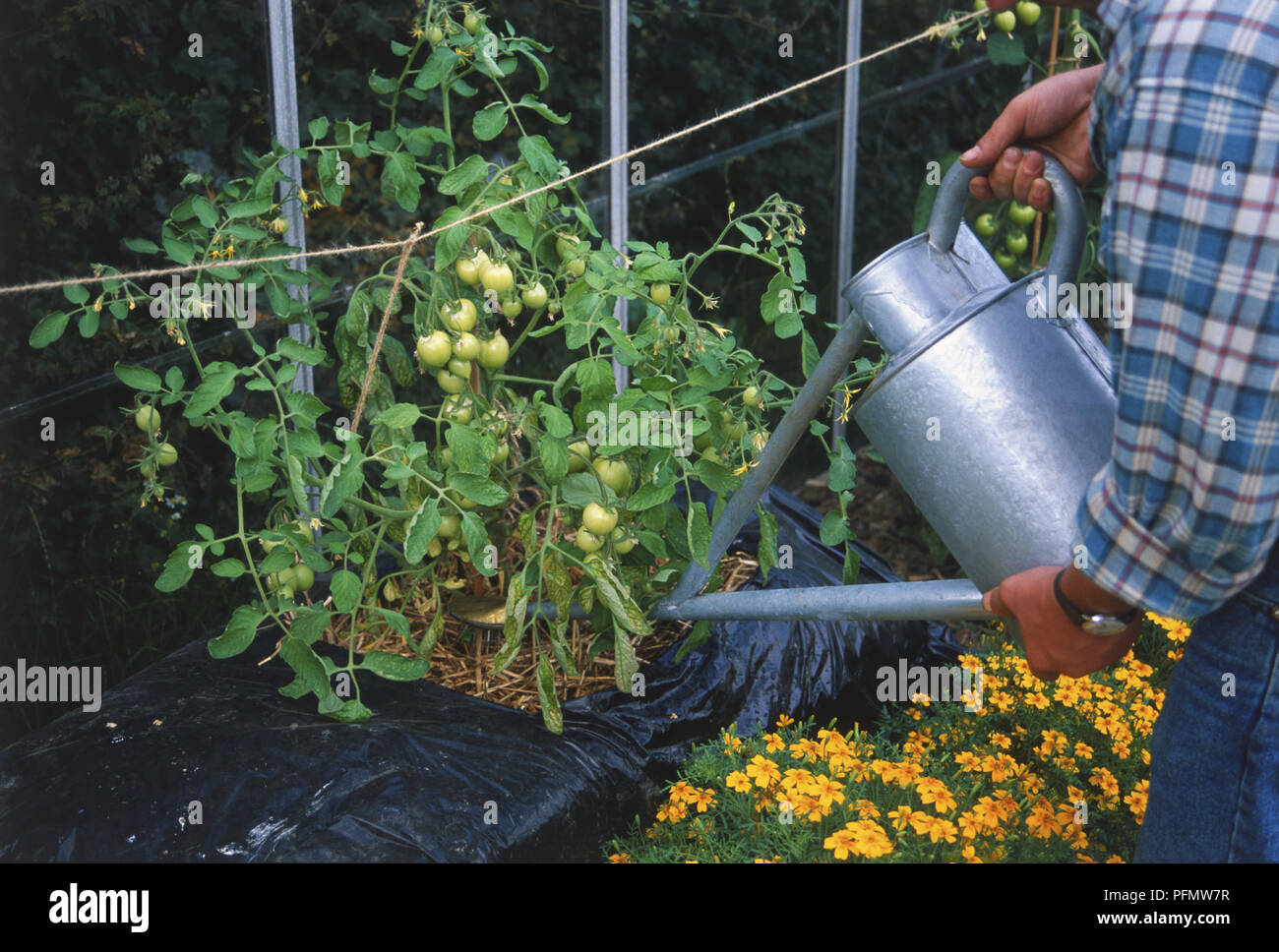 Uomo che utilizza un metallo acqua può ad acqua i pomodori che crescono in una balla di paglia contenuta in una borsa nera di plastica. La coltivazione di pomodori sono verdi e immaturo. Foto Stock