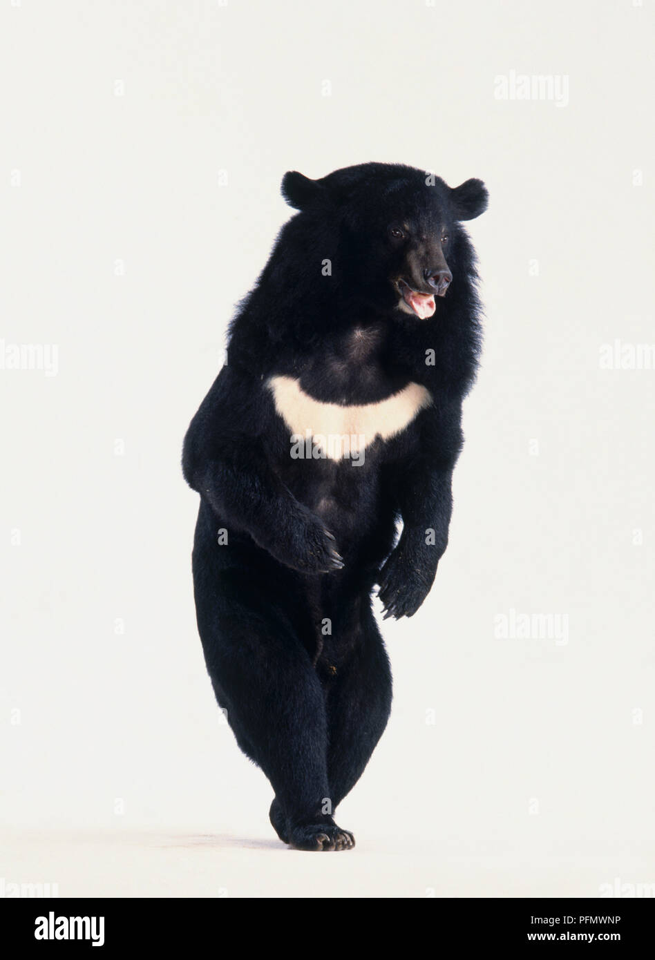 Asian Black Bear (Ursus thibetanus) con striscia bianca attraverso il torace, in piedi sulle zampe posteriori Foto Stock