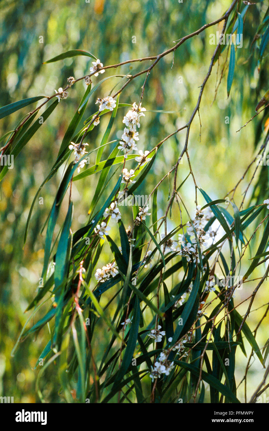 Le foglie e i fiori da Agonis flexuosa (Western Australian menta piperita, Willow mirto) Foto Stock