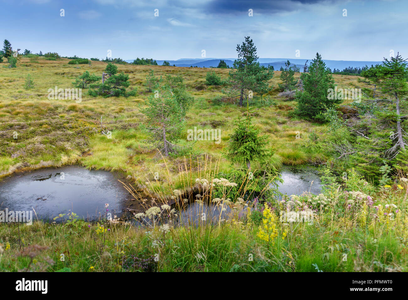 Impressioni dalla Foresta Nera Foto Stock