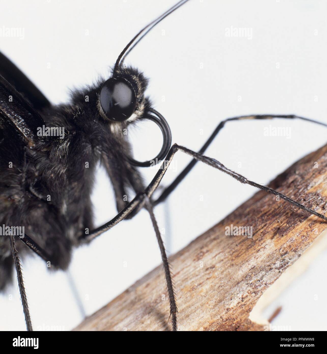 Testa, occhi, le gambe e le antenne della farfalla nera sullo stelo, extreme close-up Foto Stock
