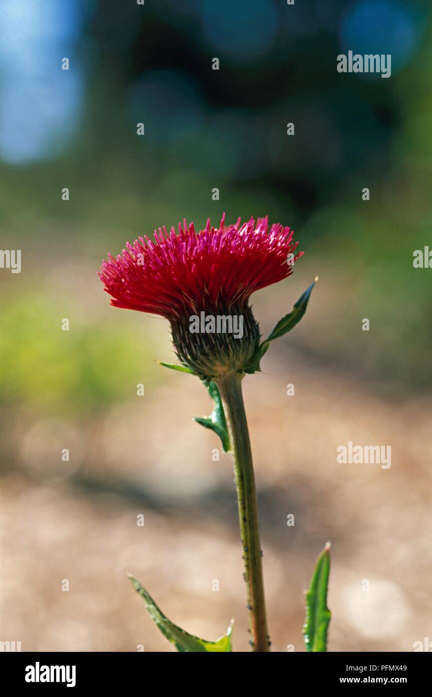 Fiore rosa carminio immagini e fotografie stock ad alta risoluzione - Alamy