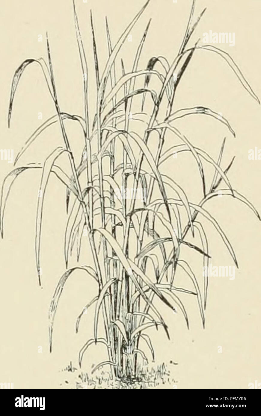 . Dell'enciclopedia di American orticoltura comprendente suggerimenti per la coltivazione di piante orticole, descrizioni delle specie di frutta e ortaggi, fiori e piante ornamentali vendute negli Stati Uniti e in Canada, insieme geografico e biografie. Il giardinaggio. MIRABILIS bular 1 in Jf J simul un minerale 1 1 ba e '-tj le 1 w th dened caps le 1 ke un 1 quadrante herb sebbene gr i farmaci IV pet ole 1 un 1 oppo 1 M I tardi e quasi o qu te sess le n il mvolu A I ol e 0 ta net onl t sulla pinna 'J JaUpa Lnn Fig 140( Ere ingreal ly fro alta beir n" p tulei f nnelf ru 1 1 H vello Foto Stock