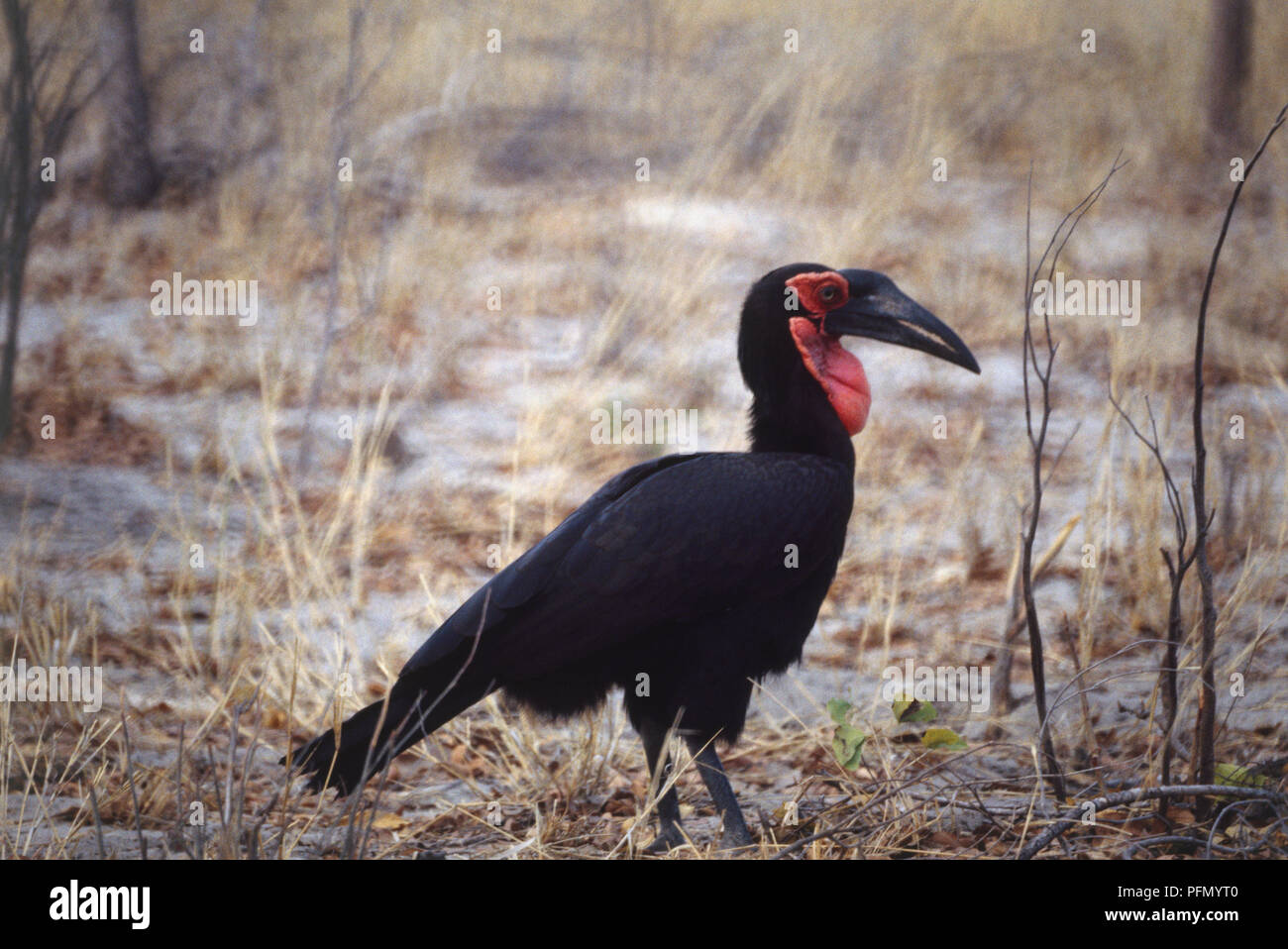 Massa Hornbill, Bucorvus leadbeateri, corpo nero, grandi bargiglio rosso, nero bill, stando in piedi in zone scarsamente vegetò, paesaggio sabbioso, vista laterale. Foto Stock