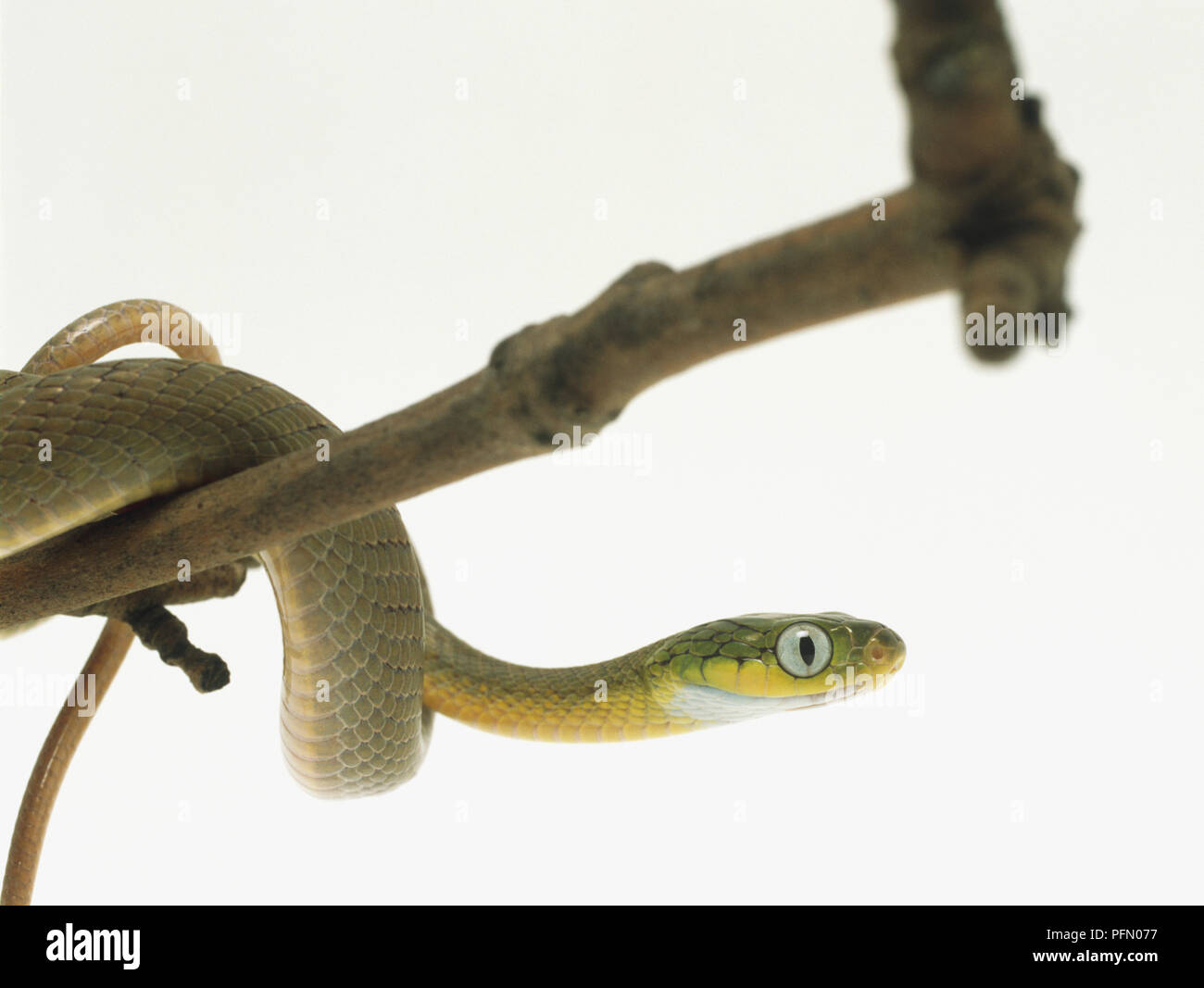 Gatto verde-eyed snake il ramo di un albero con la sua coda avvolta attorno ad un ramo distinto. Uno dei cat-a forma di occhi è chiaramente visibile. Foto Stock