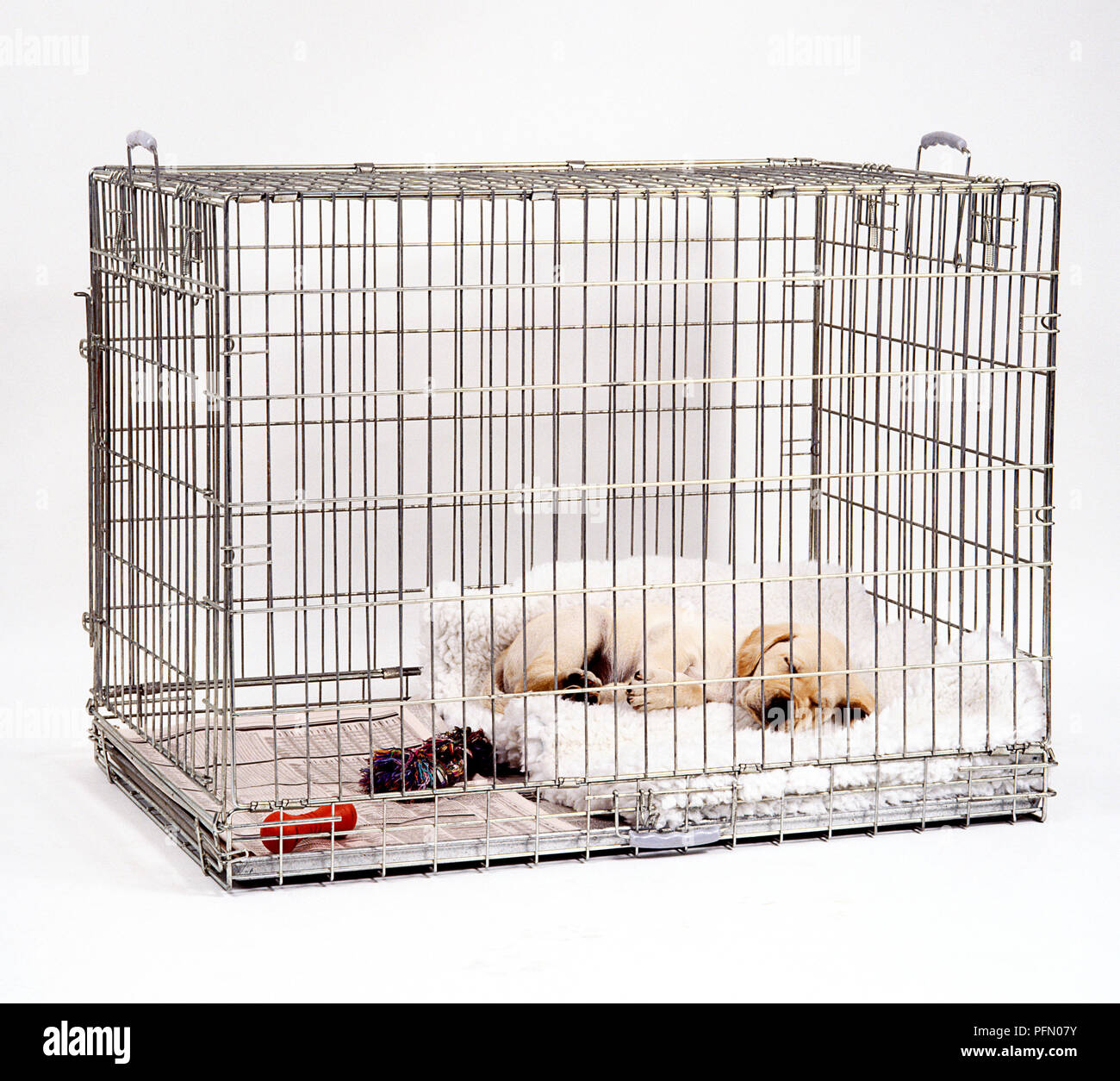 Golden Retriever cucciolo dormendo su coperte in un cane cassa, vista frontale Foto Stock