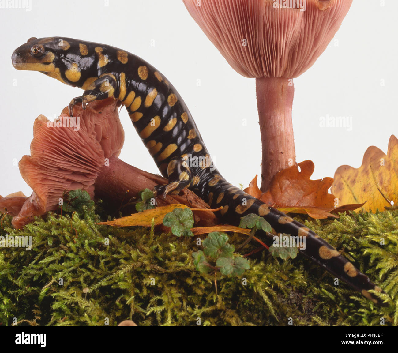 Salamandra pezzata, nero lucido con macchie di colore giallo avvertimento che è velenoso, corpo aerodinamico e di coda e di lunghe dita strombato per scavare, strisciando su di funghi, vista laterale. Foto Stock