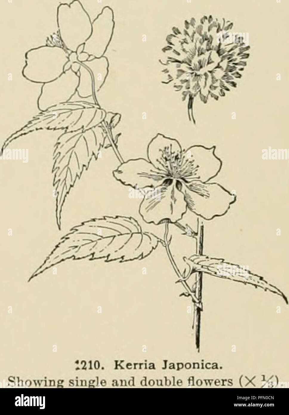 . Dell'enciclopedia di American orticoltura comprendente suggerimenti per la coltivazione di piante orticole, descrizioni delle specie di frutta e ortaggi, fiori e piante ornamentali vendute negli Stati Uniti e in Canada, insieme geografico e biografie. Il giardinaggio. 858 KENTUCKY fissato nella frutta-produzione sono possibili in gran parte su ac- conteggio delle immunità dalla tarda primavera le gelate, dovuta a postazioni elevate e alla profondamente eroso fiume CHAN- NEL che offrono abbondante aria fredda il drenaggio. Nell estremo sud-ovest dello stato (vicino a k in Fig. 1209), nelle contee Foto Stock