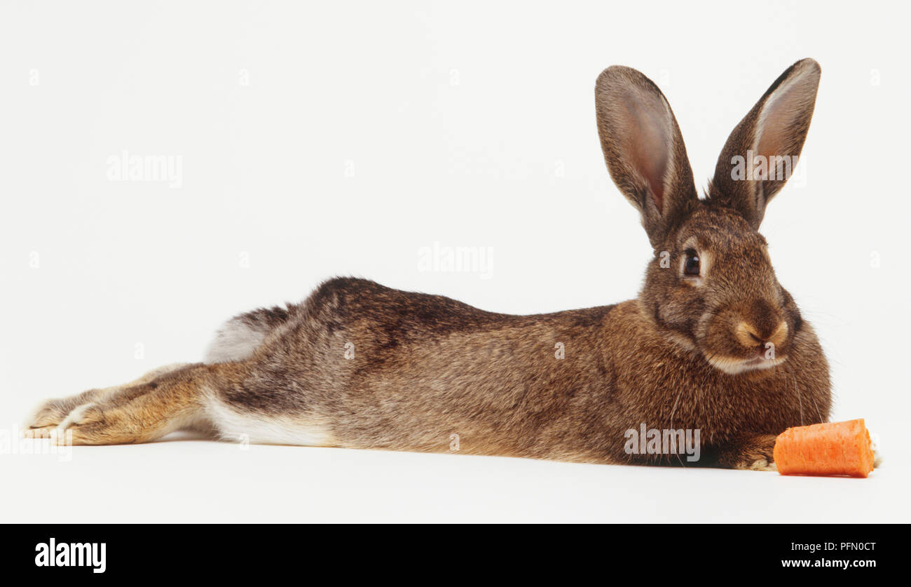 Coniglio, sdraiato, con una carota Foto Stock