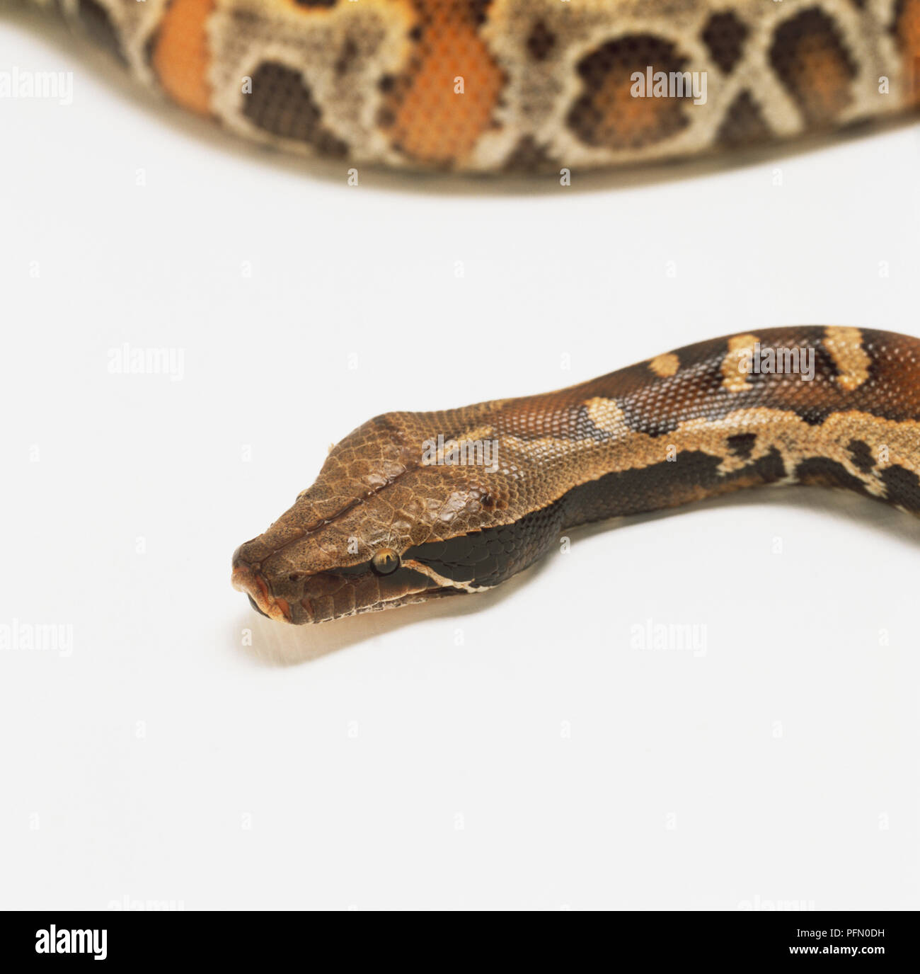 Testa di sangue (Python Python curtus brongersmai), close up Foto Stock