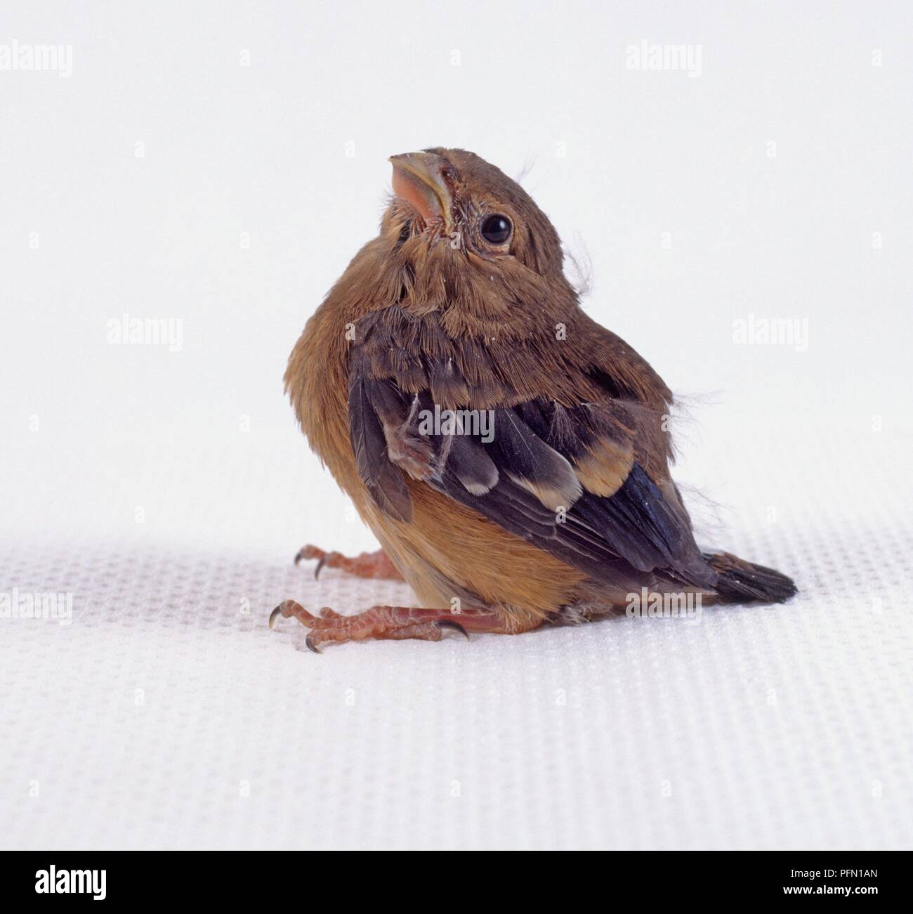 Giovani bullfinch, guardando in alto, vista laterale Foto Stock