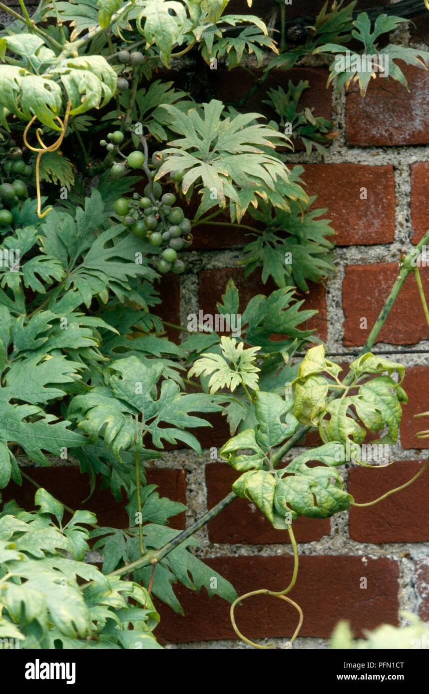 Vitis vinifera 'Ciotat' (vitigno), cultivar ornamentali coltivate su un muro di mattoni Foto Stock
