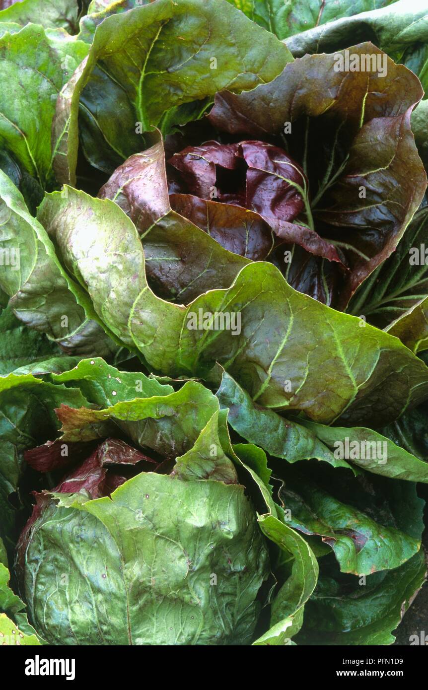 Cichorium intybus "diavolo rosso" (Radicchio), close-up Foto Stock