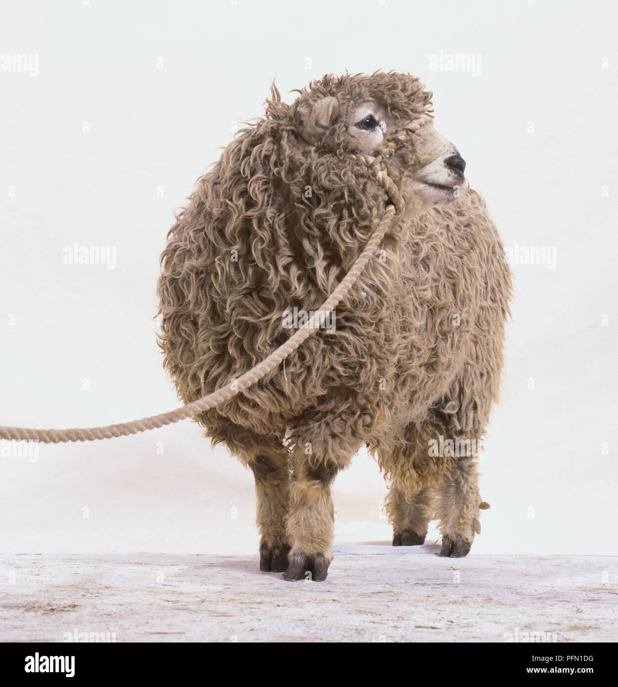 Pecore al guinzaglio, guardando lontano Foto Stock