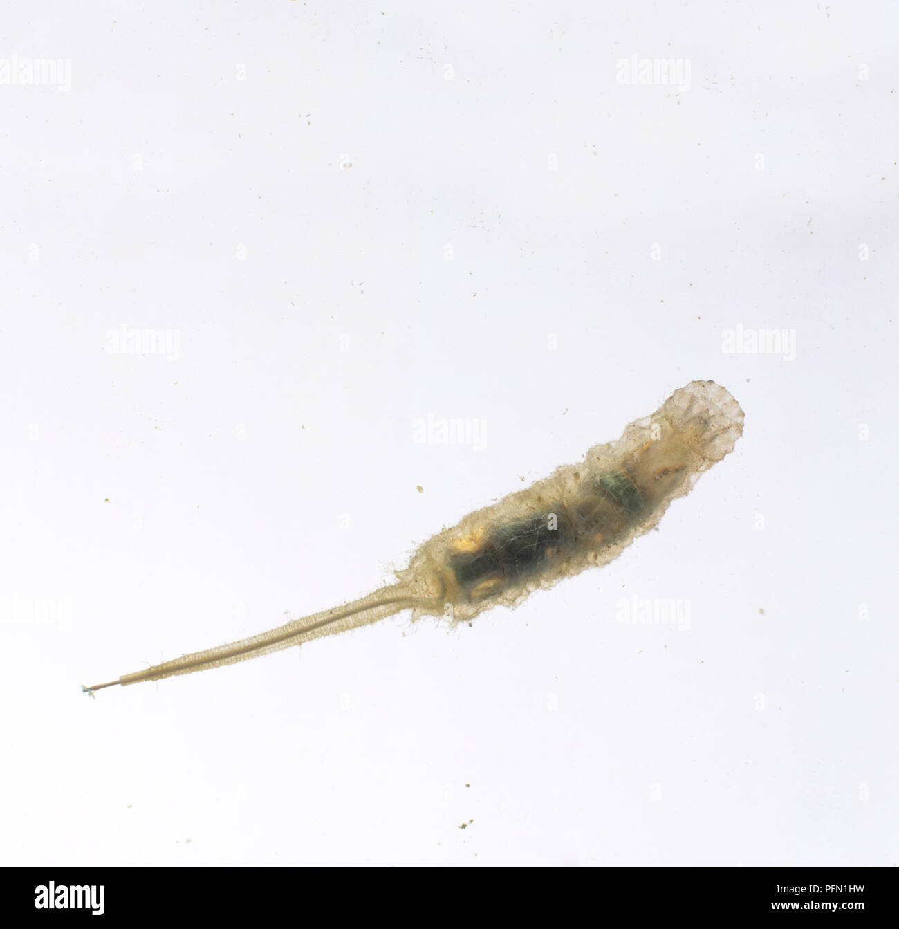 Rat-tailed verme, larva della Hoverfly (Eristalis tenax) sott'acqua Foto Stock