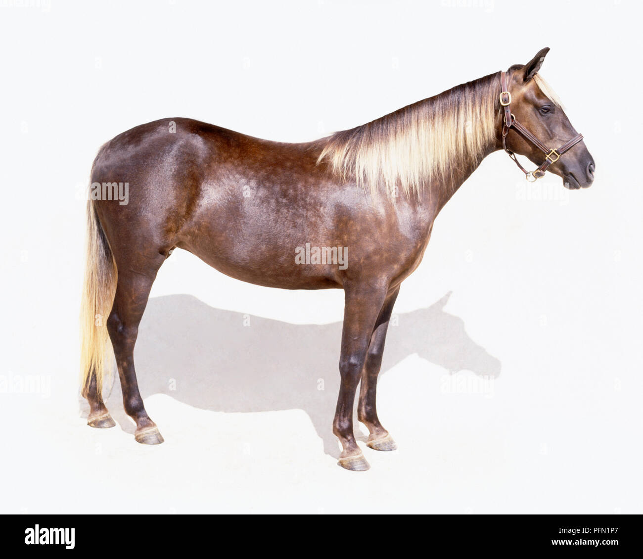 Rocky Mountain Horse, cioccolato-marrone a cavallo con il grigio-argento dappling e giallo pallido mane, unico per la razza, vista laterale Foto Stock