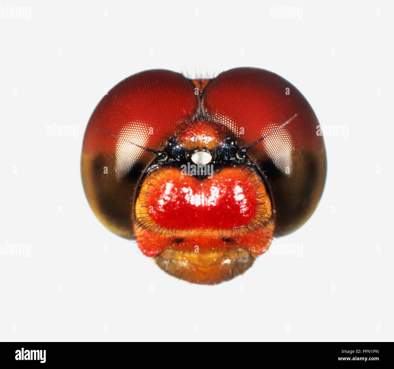 Ruddy Darter (Sympetrum sanguineum), l'ingrandimento dei maschi di testa a forma di libellula Foto Stock