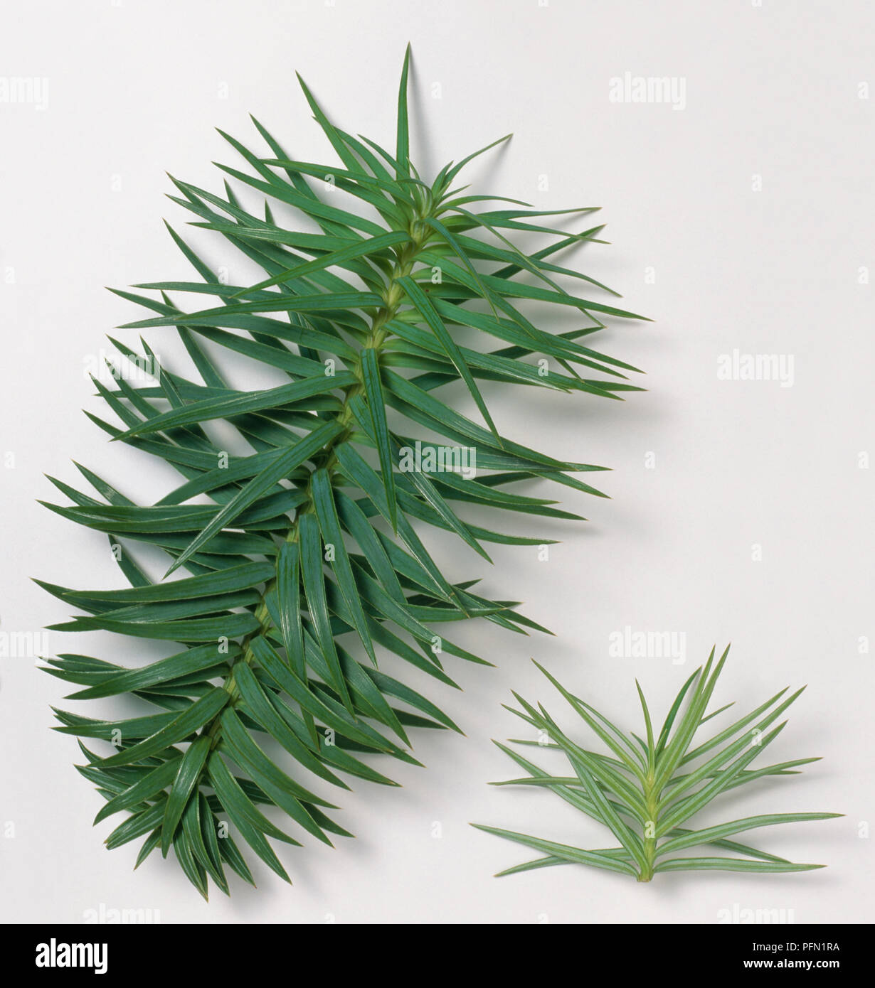 Foglie da Cunninghamia lanceolata (fir cinese), close-up Foto Stock