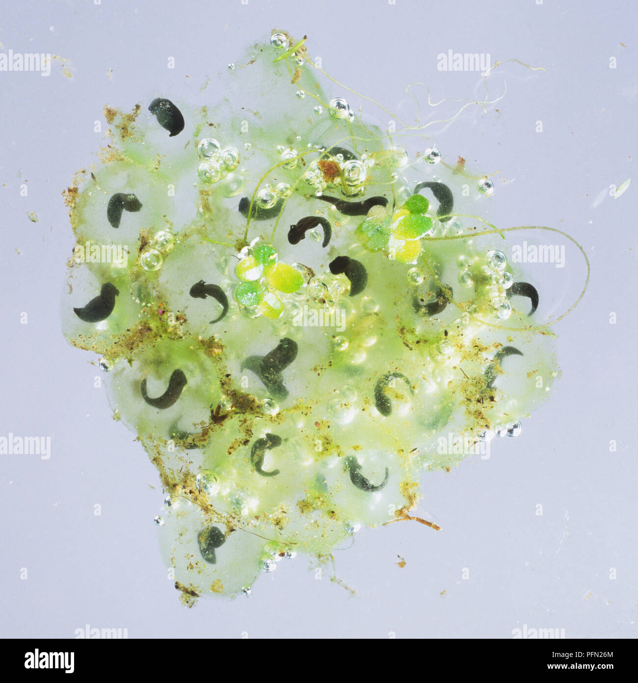 Frog Spawn (Anura) Foto Stock