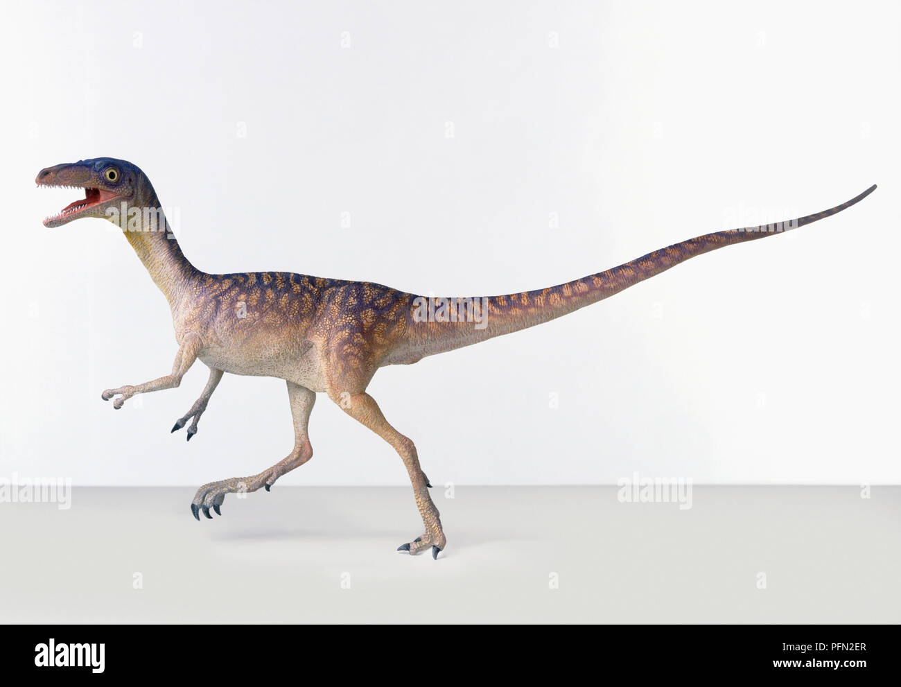 Compsognathus, modello ricostruzione di bipedi, carnivoro theropod dinosauro Foto Stock