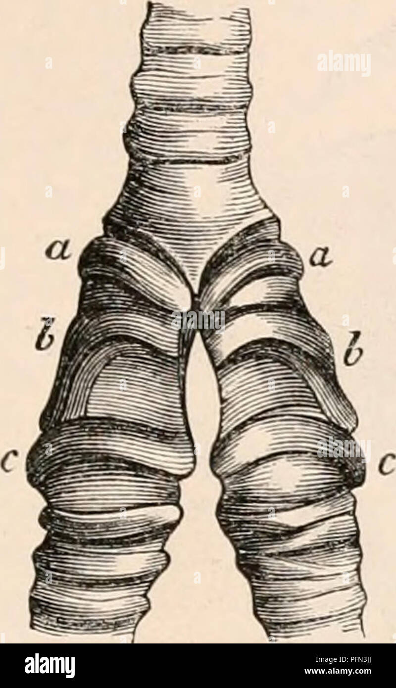 Questa voce riguarda l'anatomia e la fisiologia di vari organismi, con particolare attenzione al sistema respiratorio, comprese la trachea e le strutture correlate. Il testo descrive l'anatomia delle ossa e i processi che si verificano durante la respirazione, contribuendo alla comprensione della fisiologia umana e animale. Foto Stock