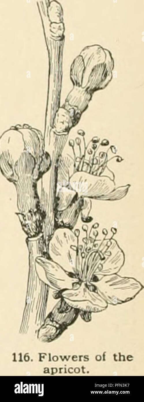 . Dell'enciclopedia di American orticoltura comprendente suggerimenti per la coltivazione di piante orticole, descrizioni delle specie di frutta e ortaggi, fiori e piante ornamentali vendute negli Stati Uniti e in Canada, insieme geografico e biografie. Il giardinaggio. Albicocca queste valli, tuttavia la frutta è atta a essere ininred e talvolta quasi interamente distrutta da gelate primaverili, al- se gli alberi per rendere eccellente la crescita. In situazioni di foothill adiacenti a queste valli, vi è anche un serio pericolo di gelo al di sopra di una elevazione di circa quindici hun- dred piedi sopra il mare Foto Stock