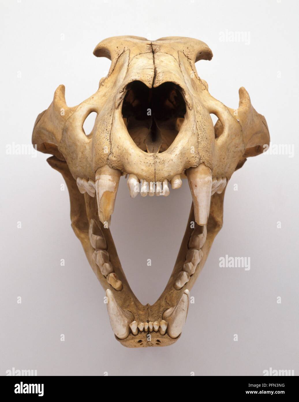 Cranio di Lion (Panthera leo) con ganascia aperta che mostra i denti Foto Stock