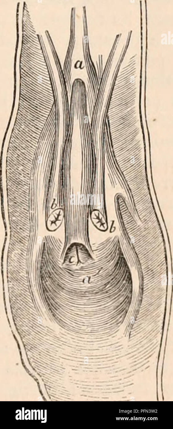 . Il encyclopaedia - Wikizionario di anatomia e fisiologia. Anatomia e fisiologia; Zoologia. Organo IVeberian del Cervo, a, a, vasa defurentia; b, b, se- minal vescicole; C, organo Weberian. a, a Weberian organo della capra. condotti seminale; b, b, vescicole seminali; C, organo Weberian. Nella maggior parte delle capre a meno completa trovata. Ma il giovenco ho trovato subito allo sviluppo dell'organo Weberian si verifica. Secondo le mie osservazioni per il minerale;un sotto l'orifizio dei vasi deferenti un piccolo e poco evidente apertura tondeggiante, è costituito da un corpo cilindrico, che ascende attraverso il quale una sonda penet Foto Stock