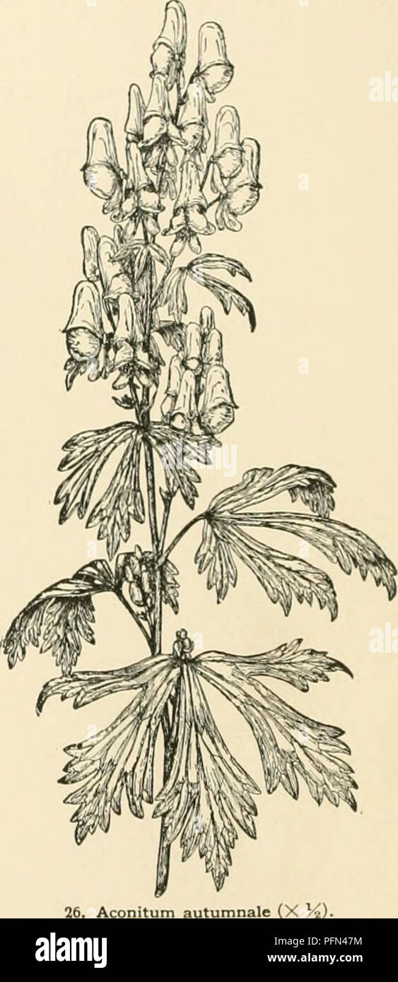 . Dell'enciclopedia di American orticoltura comprendente suggerimenti per la coltivazione di piante orticole, descrizioni delle specie di frutta e ortaggi, fiori e piante ornamentali vendute negli Stati Uniti e in Canada, insieme geografico e biografie. Il giardinaggio. e violetta. Usato come un tonico di medicina in India. i.M. 6092.-4. K. V. Da ACOKUS (antico nome di significato sconosciuto). AroUlnr. Hardy, erbaceo acqua-amare piante. Il sistema LVS. spada-sli:i|ir.l, riT.t; s]iadix apparendo laterali, con nessun vero s].;iili. : Lis. iii.nns])icuous. Prosperano meglio in suoli umidi, ,111.1 rii,i l Foto Stock