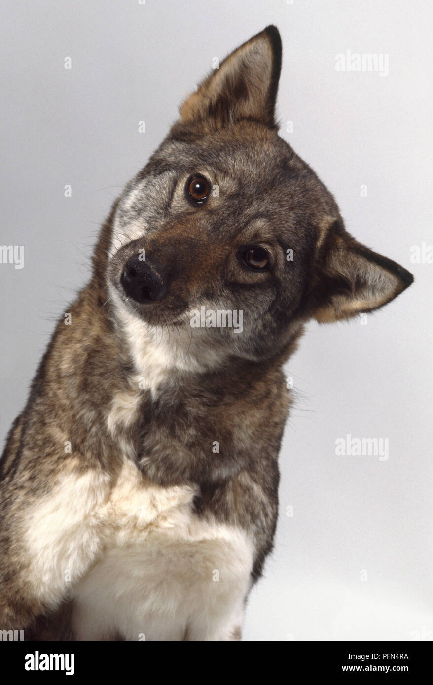Un oriente Siberian laika con pelliccia grigia si siede con la sua testa inclinata e le sue orecchie drizzare Foto Stock