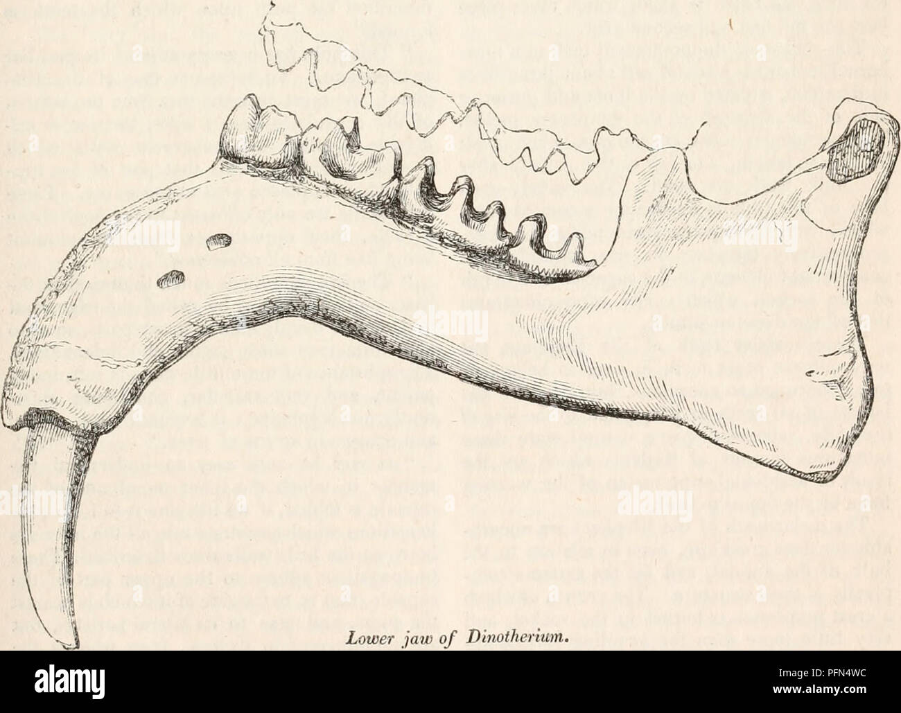 . Il encyclopaedia - Wikizionario di anatomia e fisiologia. Anatomia e fisiologia; Zoologia. PACHYDERMATA. 867 transitorio, specie estinte, come ad esempio la Macrauchenia, il rinoceronte adulti privi di tracce di denti canini sono visibili, ma il Professor Owen è riuscito a de- tecting la loro esistenza in una rudimentale condi- zione nel feto maturo del Rhinoceros indicus, sebbene entrambi i denti e le loro basi scomparire in un'età molto precoce. Il Iato vasto che nella serie di mammiferi esistenti divide il rinoceronte da tapiro, e questo da l'elefante, è stato ancora una volta riempita da interessanti che per lungo tempo hanno diventare Pu Foto Stock