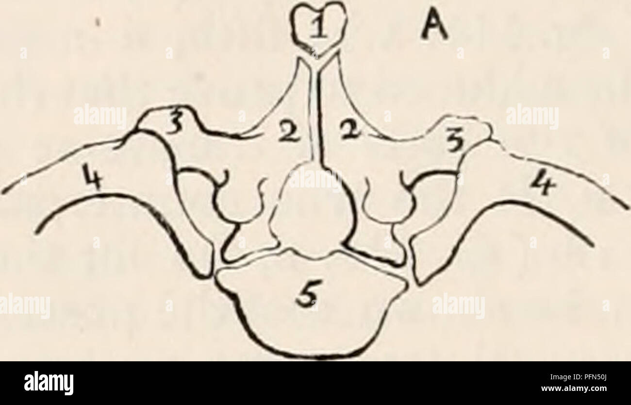 . Il encyclopaedia - Wikizionario di anatomia e fisiologia. Anatomia e fisiologia; Zoologia. 628 scheletro. e il neural archi (2).-Sono " exo- genous." Ora la nervatura toracica (4- di un) è anche il vero omologo del mis lombare- denominato e sbaglia " trasversale" processo (4 di B), per entrambe queste strutture sono iden- tical in ogni rispetto: 1st, mantengono lo stesso ordine di serie ; 2d, sono postulato nella stessa situazione rispetto agli altri ver- tebral elementi ; 3d, essi sono autogene ; 4th, il cosiddetto " processo trasversale " (4) della vertebra lombare (B) è che molto Foto Stock