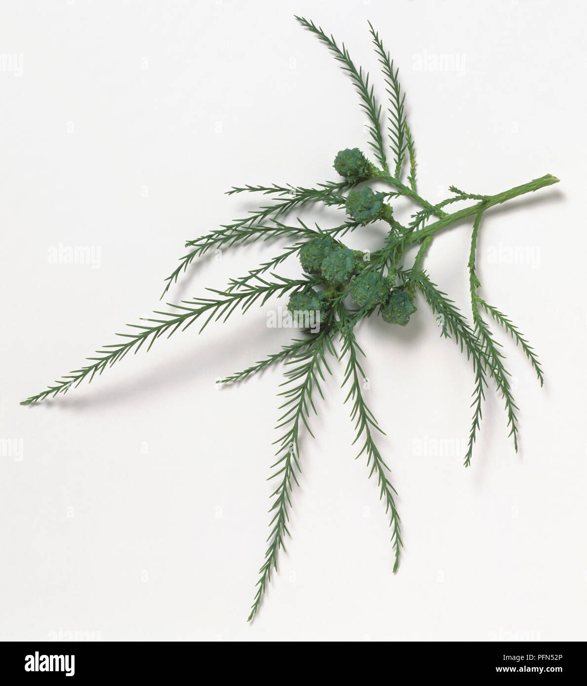 Taxodiaceae, Glyptostrobus pensilis, Cinese palude cipresso, stelo con molto piccolo, lineare, blu-verde di foglie di germogli di persistente e rotondo dei coni verdi con scale ruvida. Foto Stock